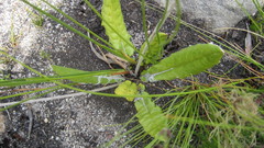 Gerbera tomentosa