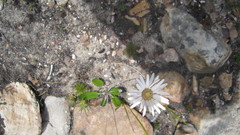 Gerbera tomentosa