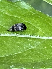Mordellaria undulata