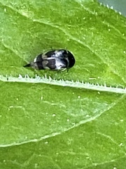 Mordellaria undulata