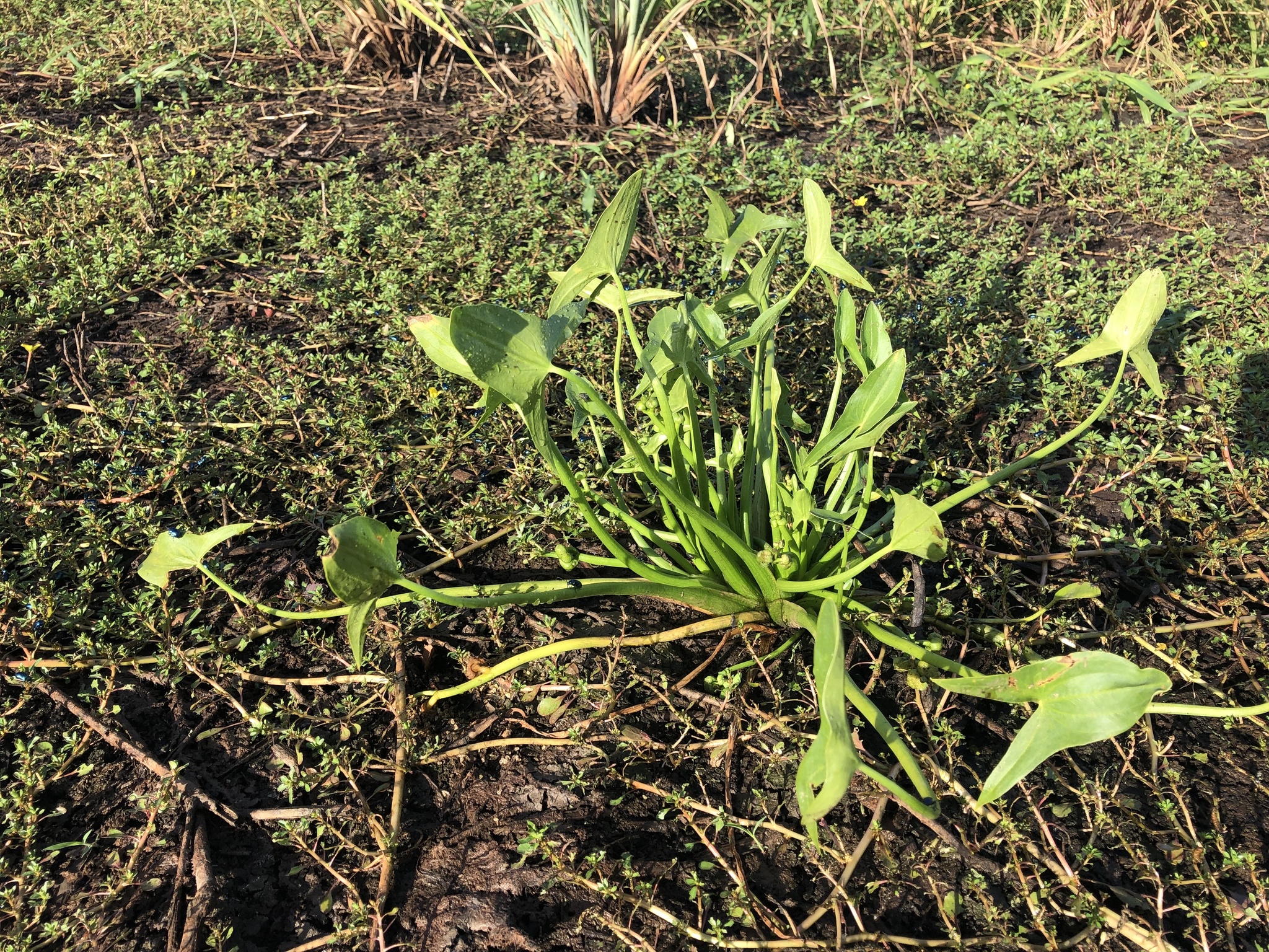 Sagittaria intermedia