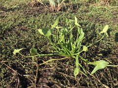 Sagittaria intermedia