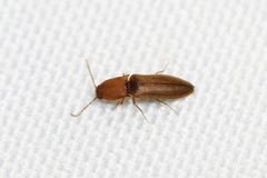 Dolerosomus silaceus