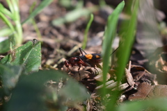 Compsocryptus melanostigma