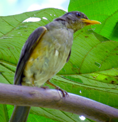 Turdus pelios