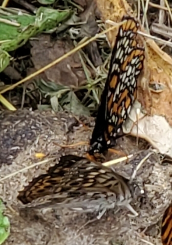 Baltimore Checkerspot