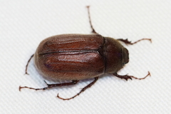 Phyllophaga
