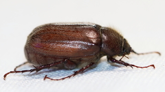 Phyllophaga