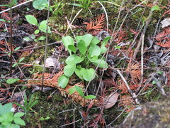 Parnassia glauca