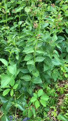 Vincetoxicum rossicum