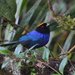 Golden-crowned Tanager - Photo (c) Carmelo López Abad, some rights reserved (CC BY-NC), uploaded by Carmelo López Abad