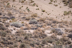 Tetradymia tetrameres