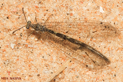 Neuroleon ochreatus