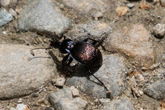Sphaeroderus stenostomus lecontei