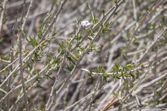 Tetradymia tetrameres