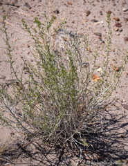 Tetradymia tetrameres