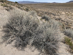Tetradymia tetrameres