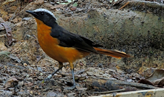 Cossypha albicapillus