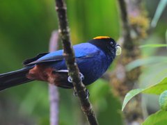 Iridosornis rufivertex