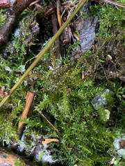 Brachytheciastrum velutinum