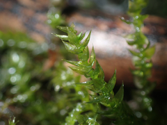 Brachytheciastrum velutinum