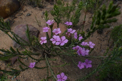 Acmadenia laxa