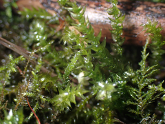 Brachytheciastrum velutinum