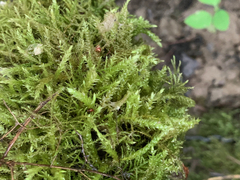 Brachytheciastrum velutinum