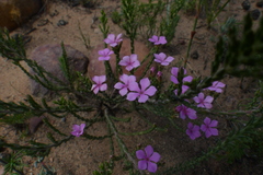 Acmadenia laxa