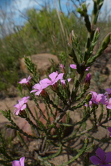 Acmadenia laxa