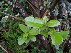 Laurus azorica
