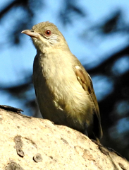 Pycnonotus blanfordi