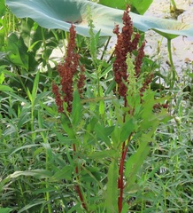 Rumex chrysocarpos