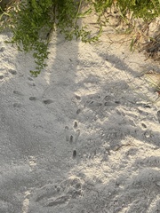 Peromyscus polionotus niveiventris