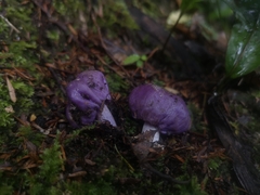 Cortinarius coneae