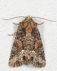 Oligia strigilis