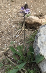 Prospero rhadamanthi