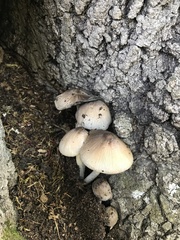 Coprinopsis alopecia