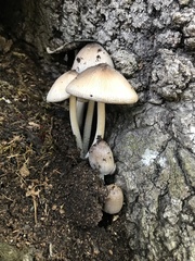 Coprinopsis alopecia