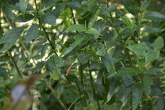 Ruellia angustiflora