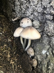 Coprinopsis alopecia