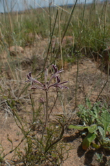 Pelargonium pilosellifolium