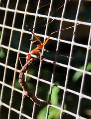 Leptomyrmex cnemidatus