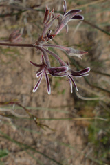 Pelargonium pilosellifolium