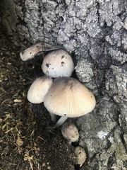 Coprinopsis alopecia