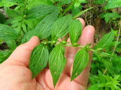 Lithospermum latifolium