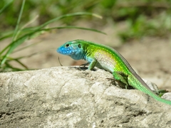 Cnemidophorus ruatanus