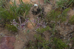 Pelargonium pilosellifolium