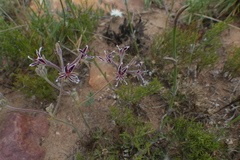 Pelargonium pilosellifolium