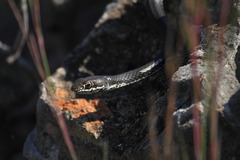 Masticophis taeniatus girardi